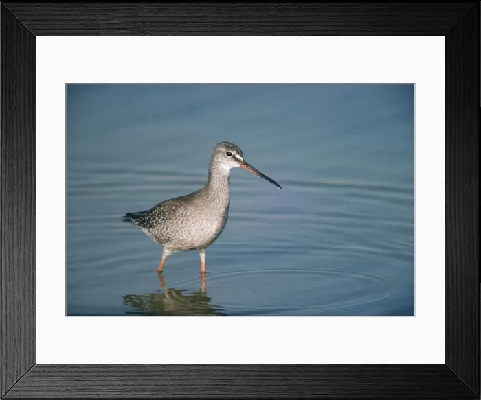 Framed Print : Spotted Redshank - standing in water Framed Print : Spotted Redshank - standing in water