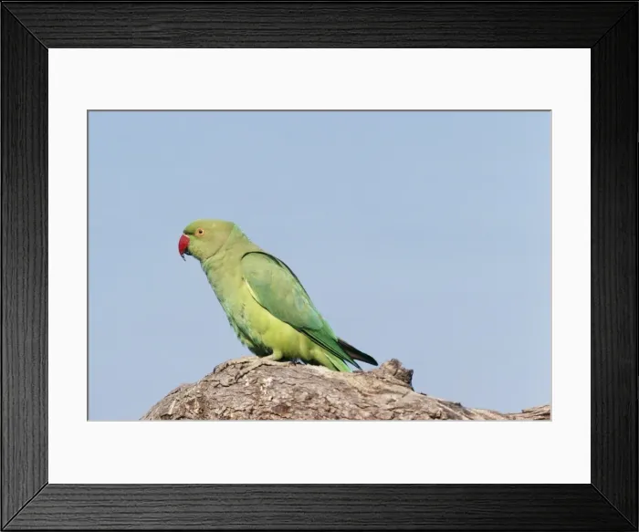 Framed Print : Rose-ringed Parrakeet Framed Print : Rose-ringed Parrakeet
