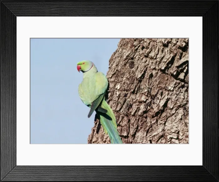 Framed Print : Rose-ringed Parakeet Framed Print : Rose-ringed Parakeet