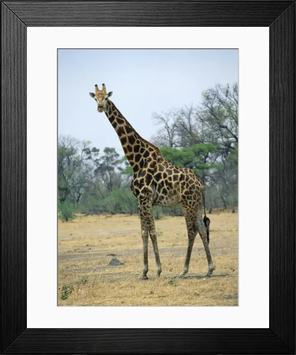 Framed Print : Southern Giraffe