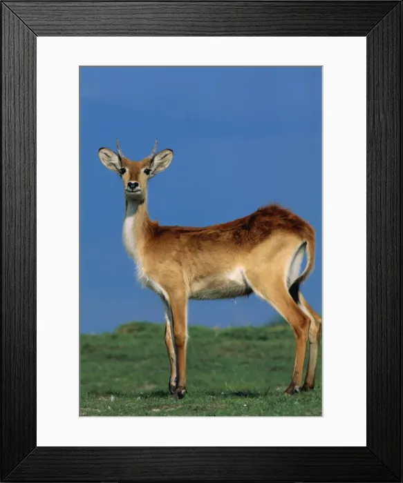 Framed Print : Puku. HAY-222. PUKU - STANDS ALERT. Kobus vardoni Framed Print : Puku. HAY-222. PUKU - STANDS ALERT. Kobus vardoni