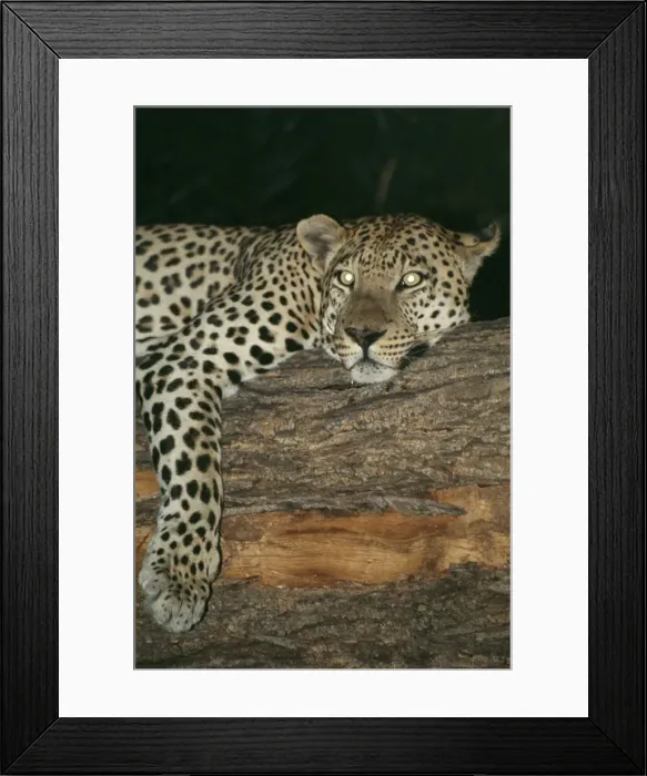Framed Print : Leopard Resting in tree at night, showing reflective eye shine Framed Print : Leopard Resting in tree at night, showing reflective eye shine