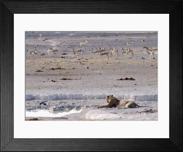 Framed Print : Lion - at waterhole Etosha, Namibia Framed Print : Lion - at waterhole Etosha, Namibia