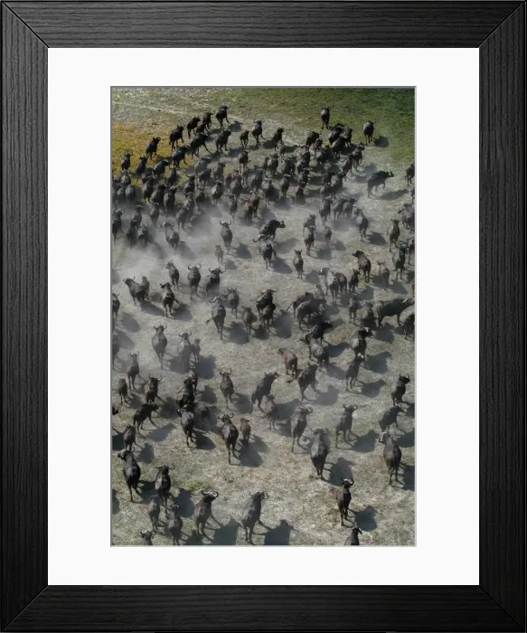 Framed Print : African / Cape Buffalo - Aerial view of Cape Buffalo running Okavango delta, Botswana, Africa Framed Print : African / Cape Buffalo - Aerial view of Cape Buffalo running Okavango delta, Botswana, Africa