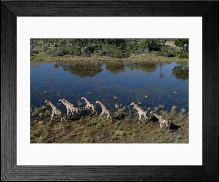 Framed Print : Southern / Giraffe - Aerial view of Giraffe running Okavango delta, Botswana Framed Print : Southern / Giraffe - Aerial view of Giraffe running Okavango delta, Botswana