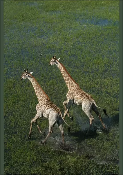 Southern Giraffe - Aerial view of Giraffe running in water Okavango delta, Botswana
