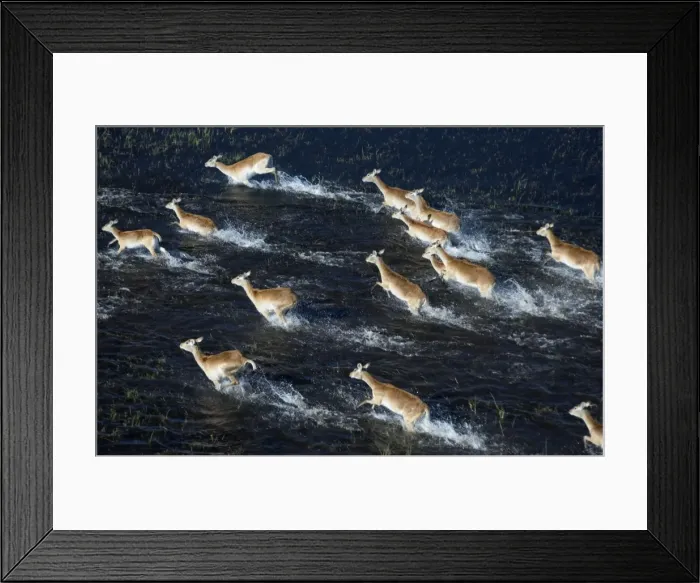 Framed Print : Red Lechwe - Running in water, Aerial view Okavango delta, Botswana, Africa Framed Print : Red Lechwe - Running in water, Aerial view Okavango delta, Botswana, Africa