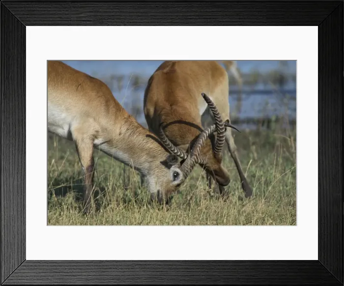 Framed Print : Red Lechwe Botswana, Africa Framed Print : Red Lechwe Botswana, Africa