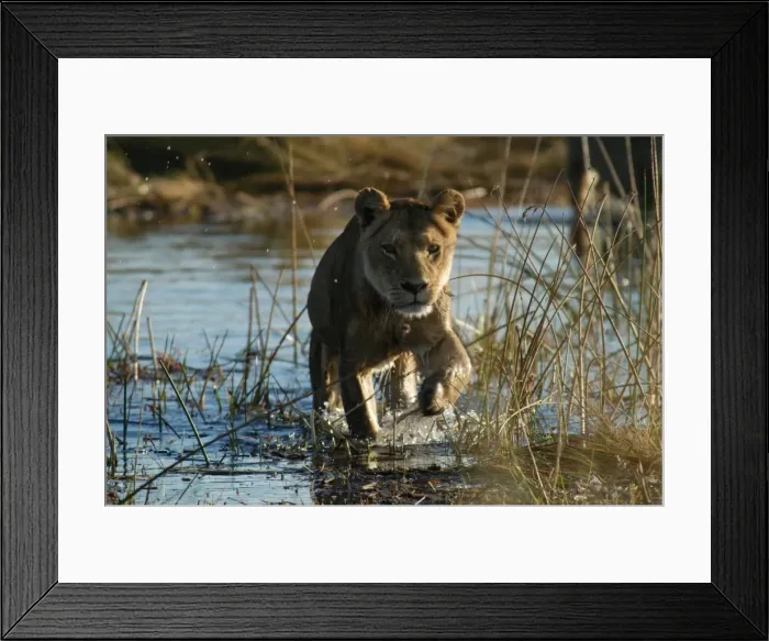 Framed Print : Lioness - Crossing water Okavango delta, Botswana, Africa Framed Print : Lioness - Crossing water Okavango delta, Botswana, Africa