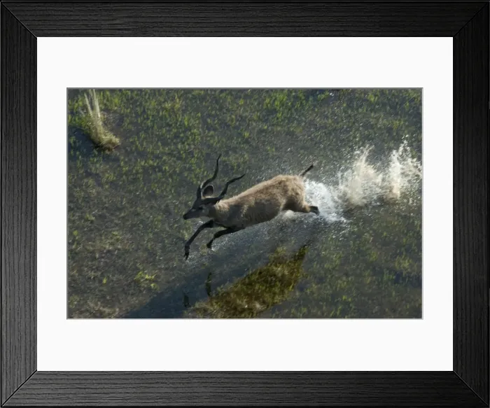 Framed Print : Sitatunga - Aerial view of Sitatunga running Okavango delta, Botswana, Africa