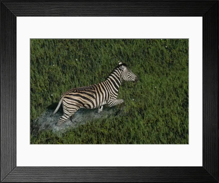 Framed Print : Burchell's / Common / Plain's Zebra - Walking across water Okavango delta, Botswana, Africa Framed Print : Burchell's / Common / Plain's Zebra - Walking across water Okavango delta, Botswana, Africa