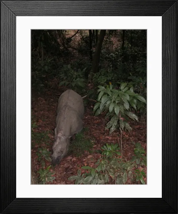 Framed Print : Sumatran Rhinoceros Sipilok, Borneo, Malaysia Framed Print : Sumatran Rhinoceros Sipilok, Borneo, Malaysia