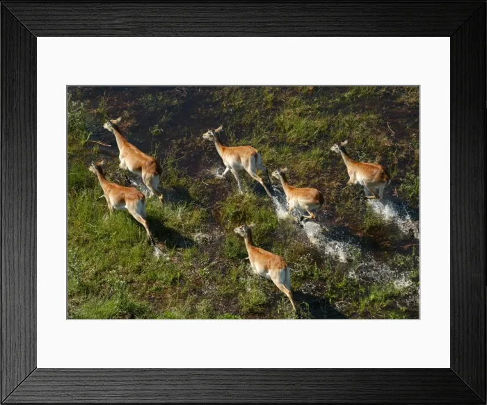 Framed Print : Red Lechwe - Aerial view of Red Lechwe Running in water Okavango Delta Botswana Africa Framed Print : Red Lechwe - Aerial view of Red Lechwe Running in water Okavango Delta Botswana Africa