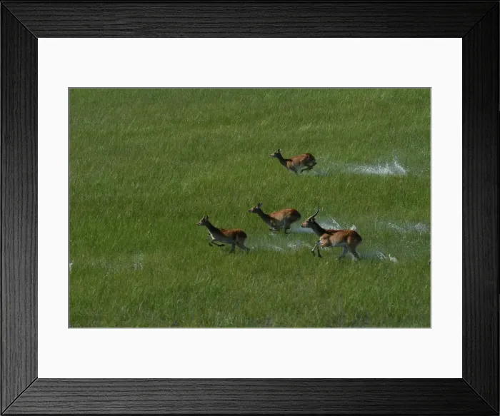 Framed Print : Red Lechwe - Aerial view of Red Lechwe Running in water Okavango Delta Botswana Africa