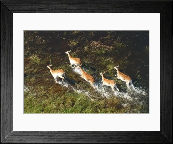 Framed Print : Red Lechwe - Aerial view of Red Lechwe Running in water Okavango Delta Botswana Africa Framed Print : Red Lechwe - Aerial view of Red Lechwe Running in water Okavango Delta Botswana Africa