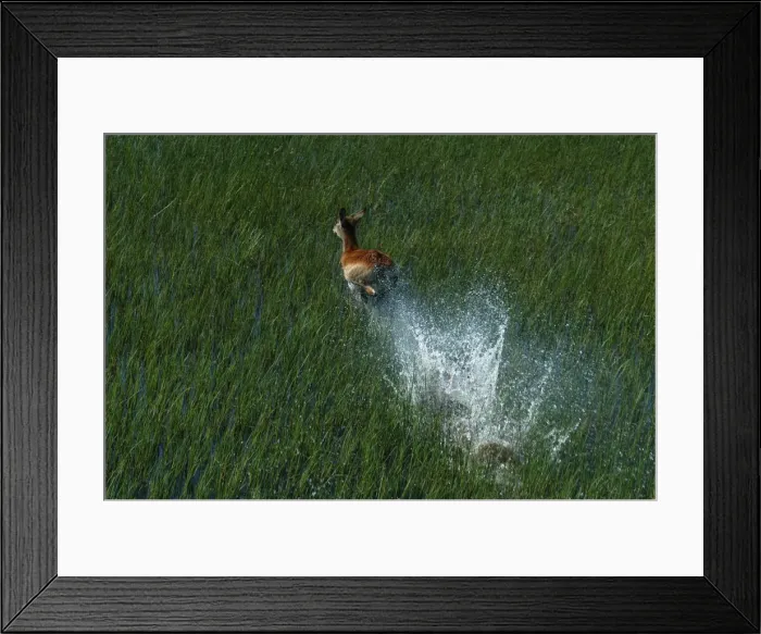 Framed Print : Red Lechwe - Aerial view of Red Lechwe Running in water Okavango Delta Botswana Africa Framed Print : Red Lechwe - Aerial view of Red Lechwe Running in water Okavango Delta Botswana Africa
