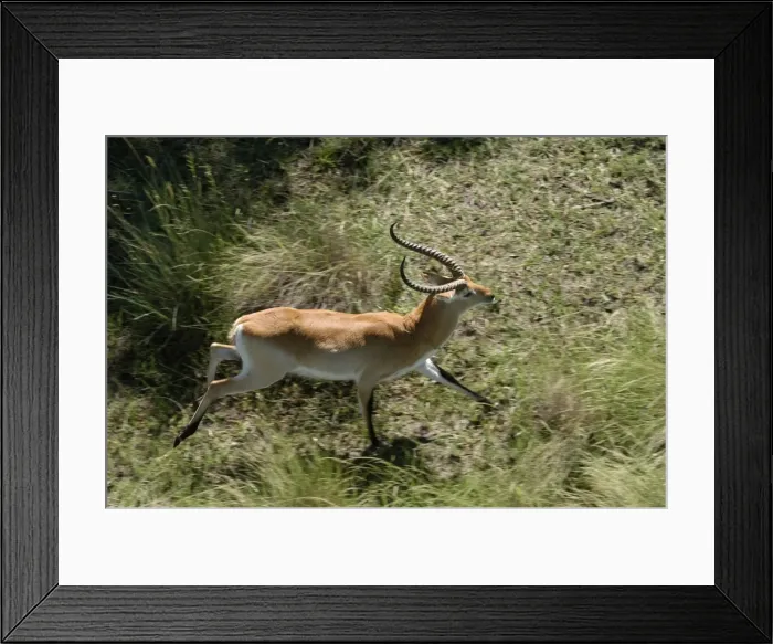 Framed Print : Red Lechwe - Aerial view of Red Lechwe Running Okavango Delta Botswana Africa Framed Print : Red Lechwe - Aerial view of Red Lechwe Running Okavango Delta Botswana Africa