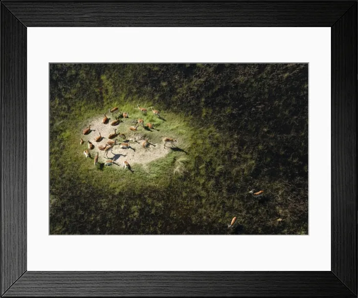 Framed Print : Red Lechwe Aerial view of Red Lechwe on Island Okavango Delta Botswana Africa Framed Print : Red Lechwe Aerial view of Red Lechwe on Island Okavango Delta Botswana Africa
