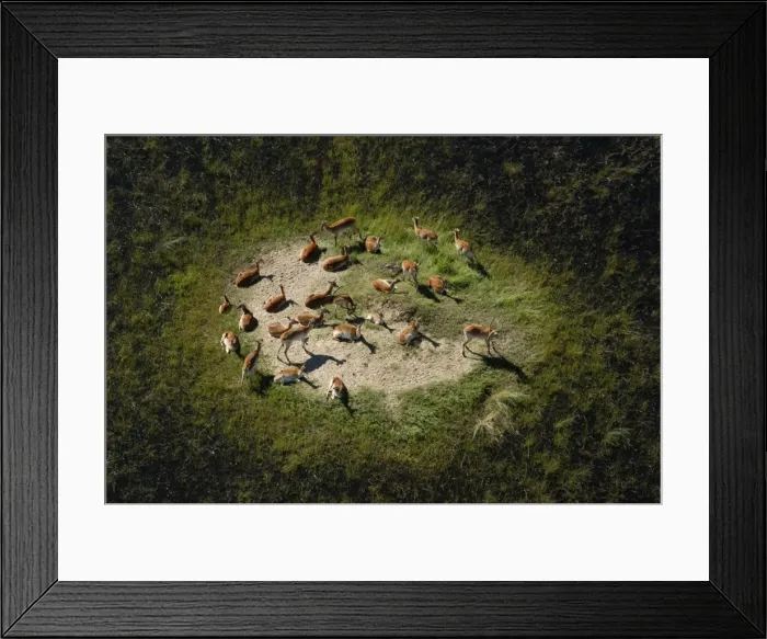 Framed Print : Red Lechwe - Aerial view of Red Lechwe on Island Okavango Delta Botswana Africa Framed Print : Red Lechwe - Aerial view of Red Lechwe on Island Okavango Delta Botswana Africa