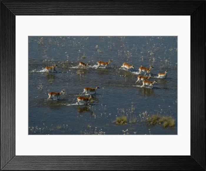 Framed Print : Red Lechwe - Aerial view of Red Lechwe Running in water Okavango Delta Botswana Africa Framed Print : Red Lechwe - Aerial view of Red Lechwe Running in water Okavango Delta Botswana Africa