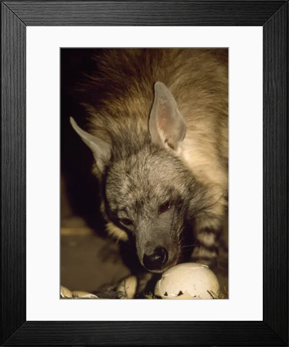 Framed Print : Brown Hyaena - eating egg Framed Print : Brown Hyaena - eating egg