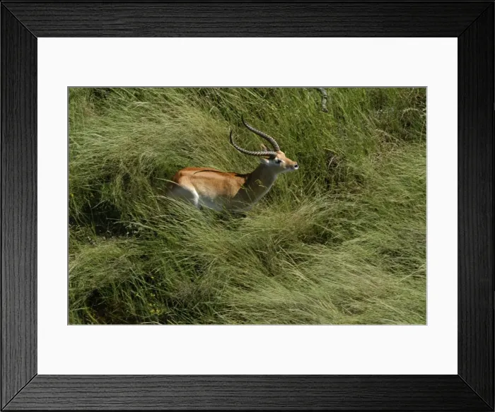 Framed Print : Red Lechwe - Aerial view of Red Lechwe standing in water Okavango Delta Botswana Africa Framed Print : Red Lechwe - Aerial view of Red Lechwe standing in water Okavango Delta Botswana Africa