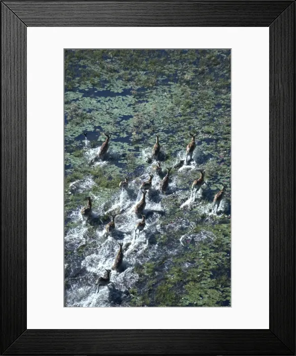 Framed Print : Red Lechwe - Aerial view of Red Lechwe Running in water Okavango Delta Botswana Africa Framed Print : Red Lechwe - Aerial view of Red Lechwe Running in water Okavango Delta Botswana Africa