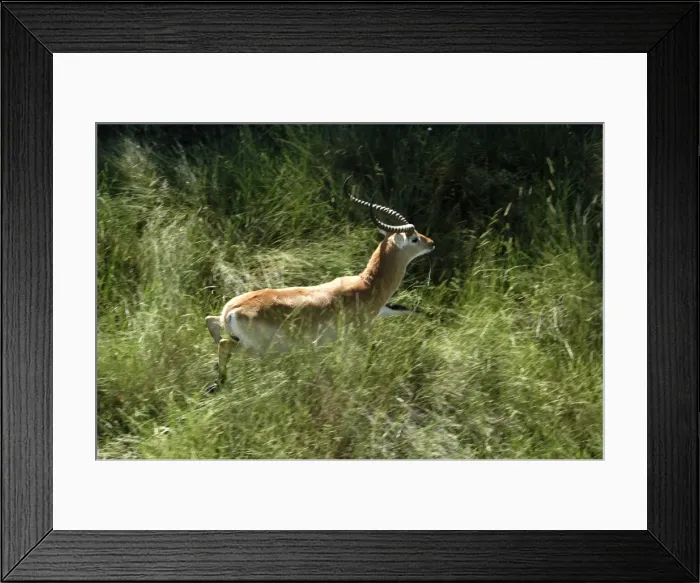 Framed Print : Red Lechwe - Aerial view of Red Lechwe Running Okavango Delta Botswana Africa Framed Print : Red Lechwe - Aerial view of Red Lechwe Running Okavango Delta Botswana Africa