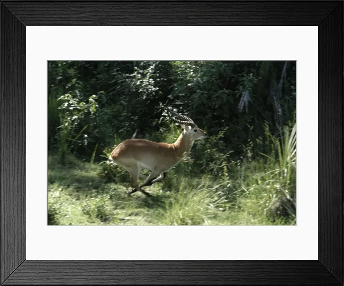 Framed Print : Red Lechwe - Aerial view of Red Lechwe Running Okavango Delta Botswana Africa Framed Print : Red Lechwe - Aerial view of Red Lechwe Running Okavango Delta Botswana Africa