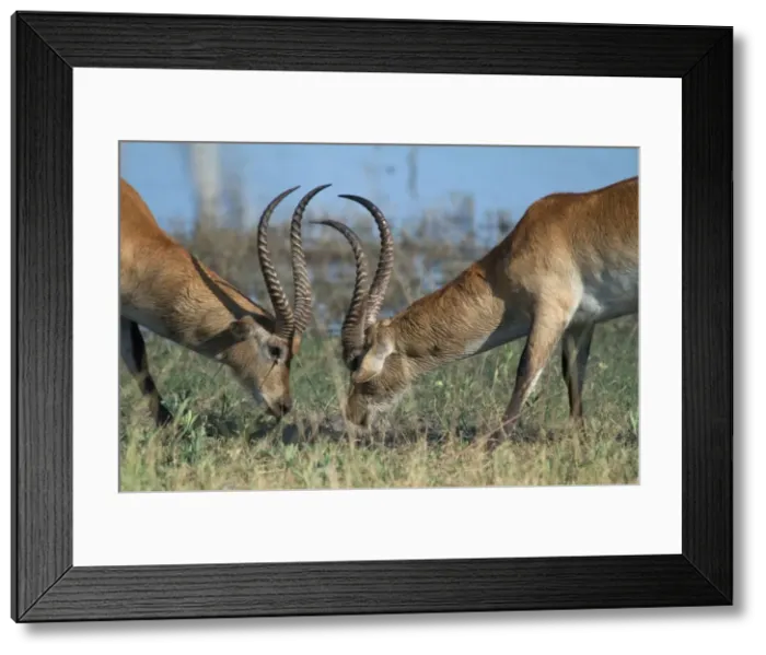 Framed Print : Red Lechwe - Two males Fighting Botswana Africa Framed Print : Red Lechwe - Two males Fighting Botswana Africa