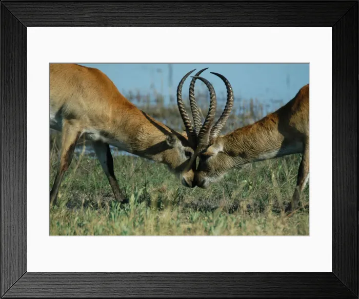 Framed Print : Red Lechwe - Two Male Red Lechwe Fighting Okavango Delta Botswana Africa