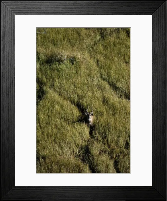 Framed Print : Sitatunga - Aerial view of Sitatunga standing looking up Okavango Delta Botswana Africa Framed Print : Sitatunga - Aerial view of Sitatunga standing looking up Okavango Delta Botswana Africa