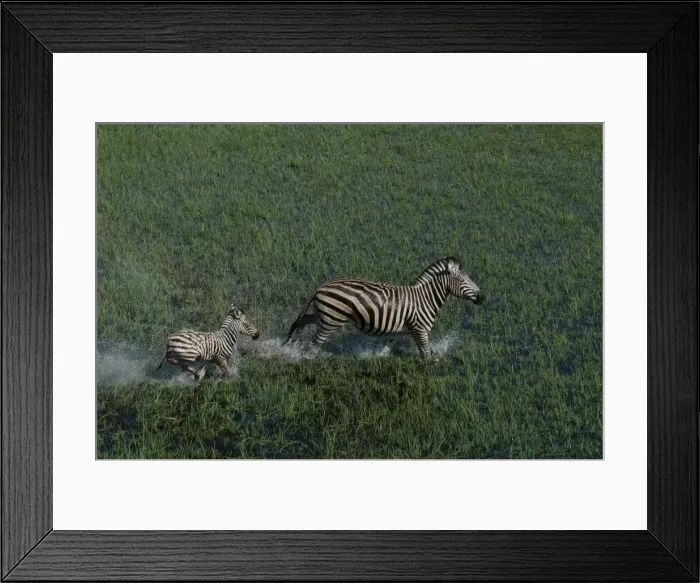 Framed Print : Aerial of Burchell's Zebra and foal Running Okavango Delta Botswana Africa Framed Print : Aerial of Burchell's Zebra and foal Running Okavango Delta Botswana Africa