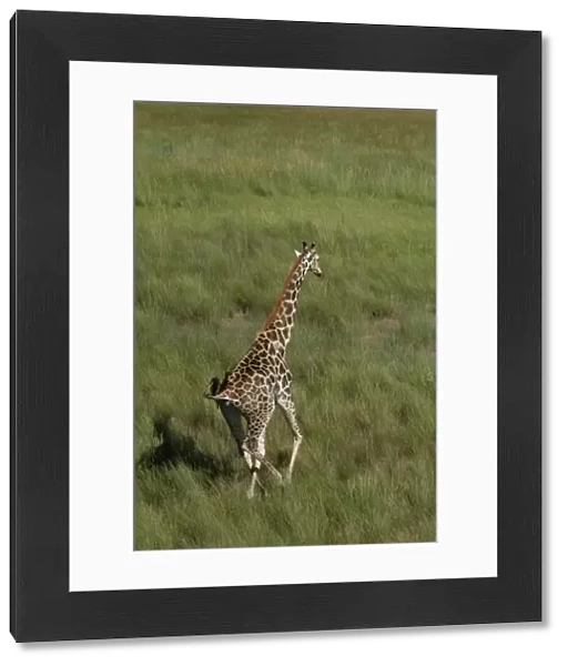 Southern Giraffe - Okavango Delta Botswana Africa