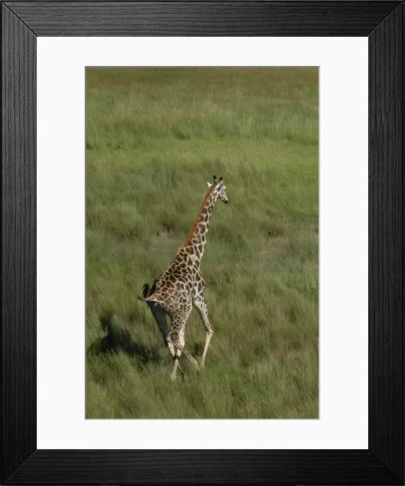 Framed Print : Southern Giraffe - Okavango Delta Botswana Africa Framed Print : Southern Giraffe - Okavango Delta Botswana Africa