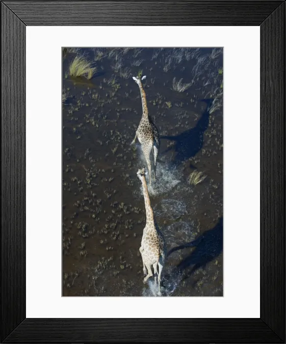 Framed Print : Southern Giraffe - Okavango Delta Botswana Africa Framed Print : Southern Giraffe - Okavango Delta Botswana Africa