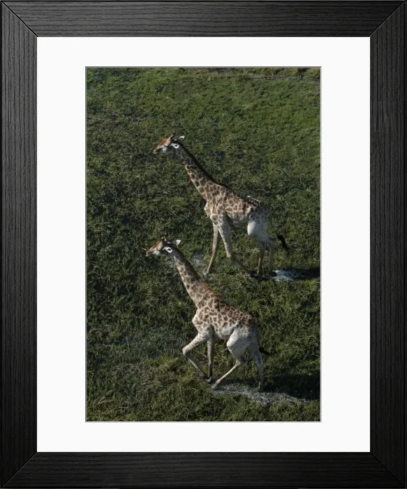 Framed Print : Southern Giraffe - Okavango Delta Botswana Africa Framed Print : Southern Giraffe - Okavango Delta Botswana Africa