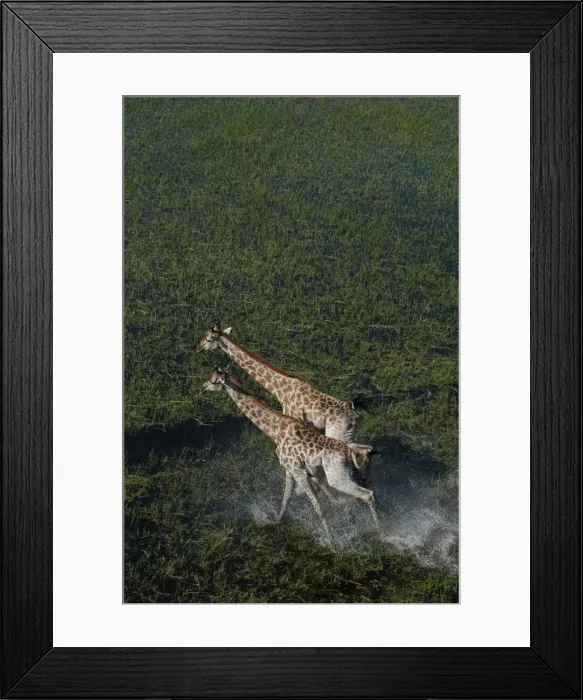 Framed Print : Southern Giraffe - Okavango Delta Botswana Africa Framed Print : Southern Giraffe - Okavango Delta Botswana Africa