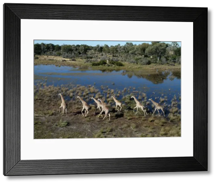Framed Print : Southern Giraffes - Okavango Delta Botswana Africa Framed Print : Southern Giraffes - Okavango Delta Botswana Africa