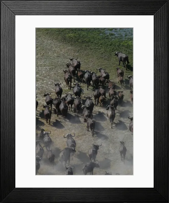 Framed Print : Cape Buffalo - Herd, Okavango Delta Botswana Africa