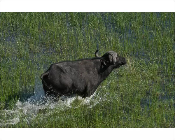 Cape Buffalo - Okavango Delta Botswana Africa