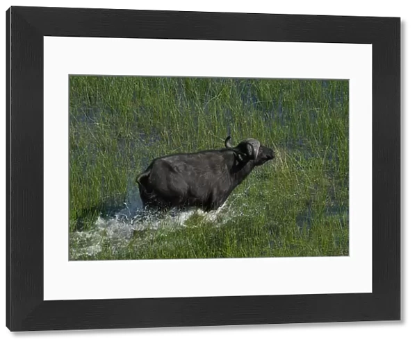 Cape Buffalo - Okavango Delta Botswana Africa