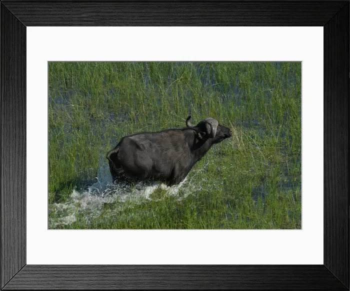 Framed Print : Cape Buffalo - Okavango Delta Botswana Africa Framed Print : Cape Buffalo - Okavango Delta Botswana Africa