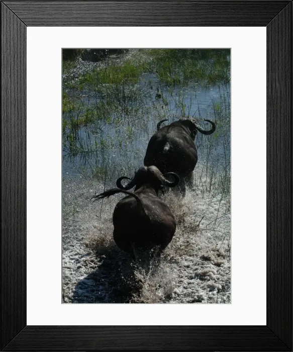 Framed Print : Cape Buffalo - Okavango Delta Botswana Africa Framed Print : Cape Buffalo - Okavango Delta Botswana Africa