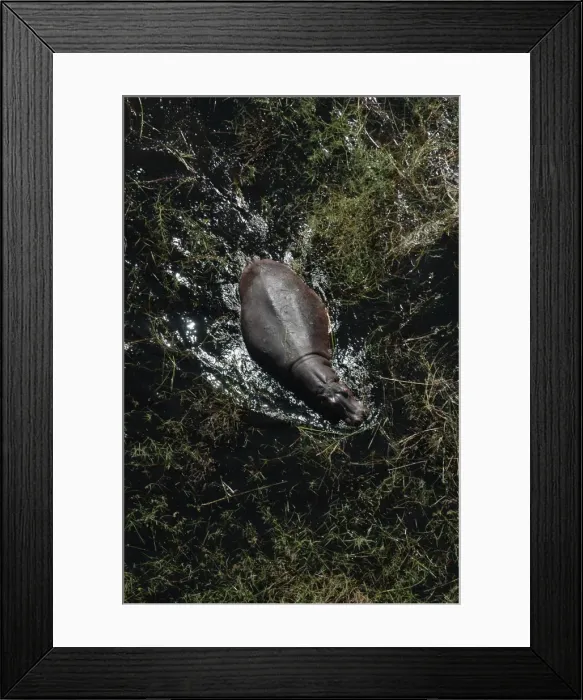 Framed Print : Hippopotamus - In water, Okavango Delta Botswana Africa Framed Print : Hippopotamus - In water, Okavango Delta Botswana Africa