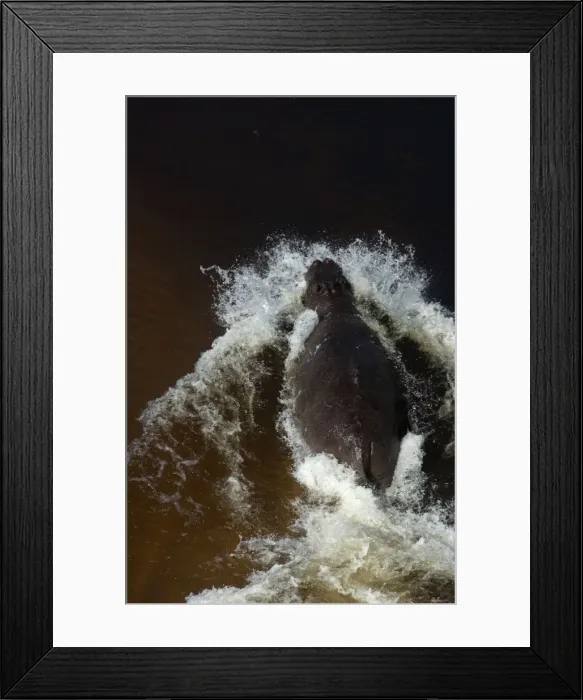 Framed Print : Hippopotamus - In water, Okavango Delta Botswana Africa Framed Print : Hippopotamus - In water, Okavango Delta Botswana Africa
