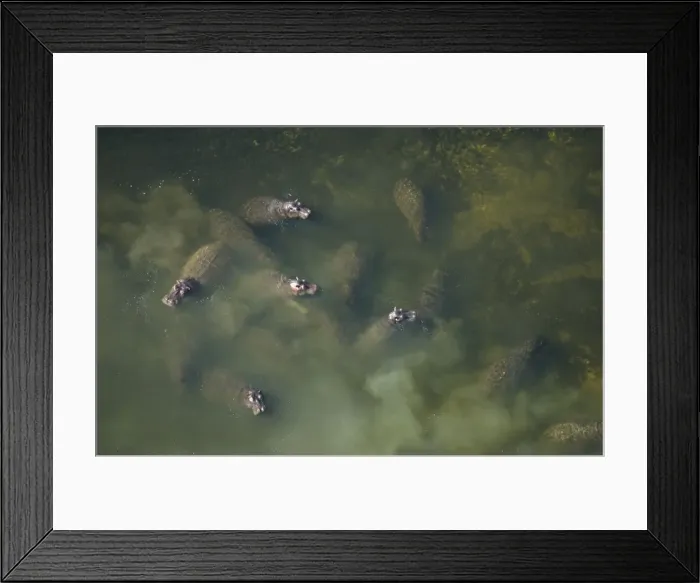 Framed Print : Hippopotamus - In water, Okavango Delta Botswana Africa Framed Print : Hippopotamus - In water, Okavango Delta Botswana Africa