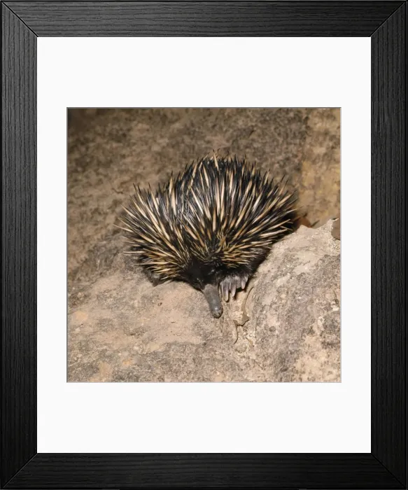Framed Print : Short-beaked Echidna / Spiny Anteater Australia Framed Print : Short-beaked Echidna / Spiny Anteater Australia