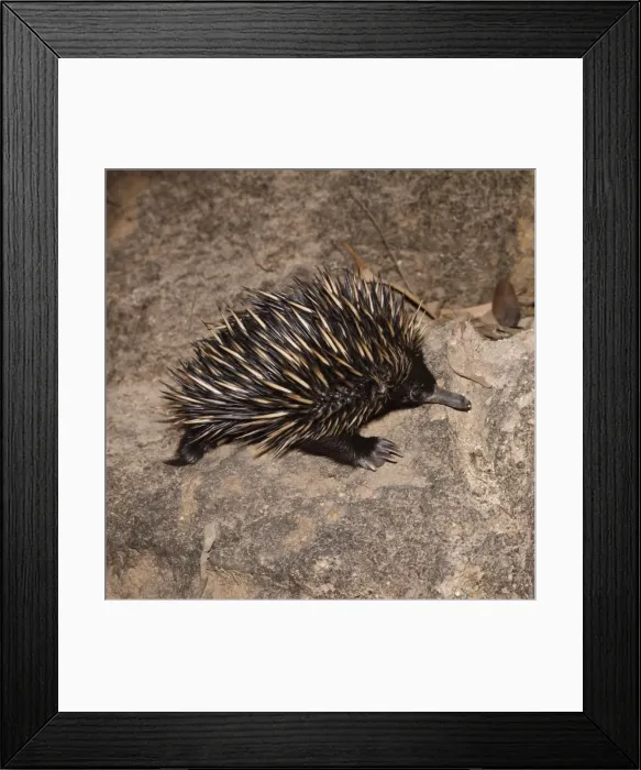 Framed Print : Short-beaked Echidna / Spiny Anteater Framed Print : Short-beaked Echidna / Spiny Anteater