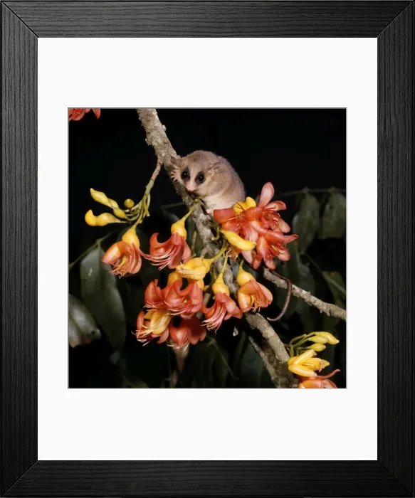 Framed Print : Long-tailed Pygmy Possum Framed Print : Long-tailed Pygmy Possum